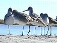 WILLETS  www.sandyjones.com